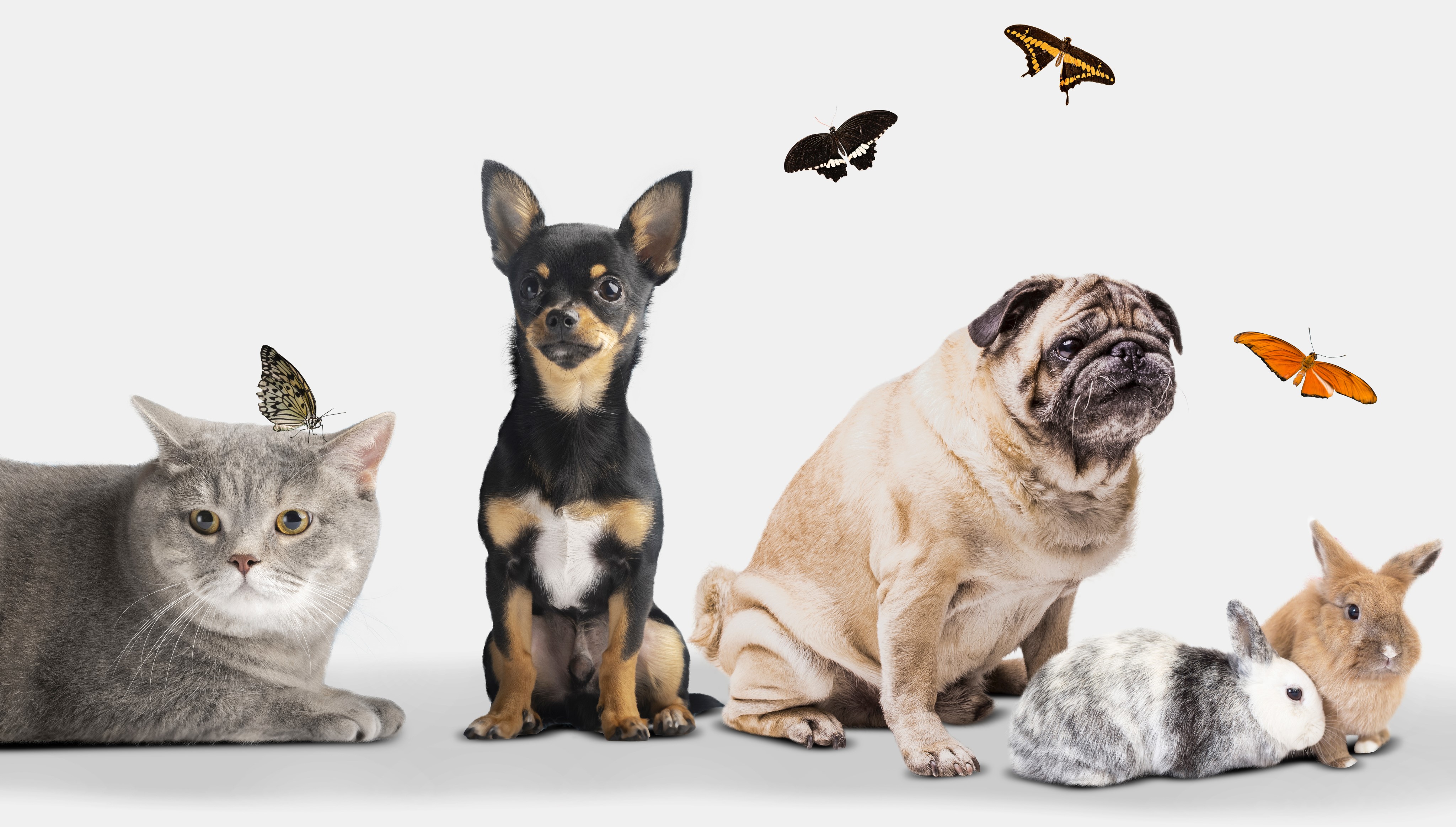 A group of pets including a cat, dog, rabbit, and butterfly